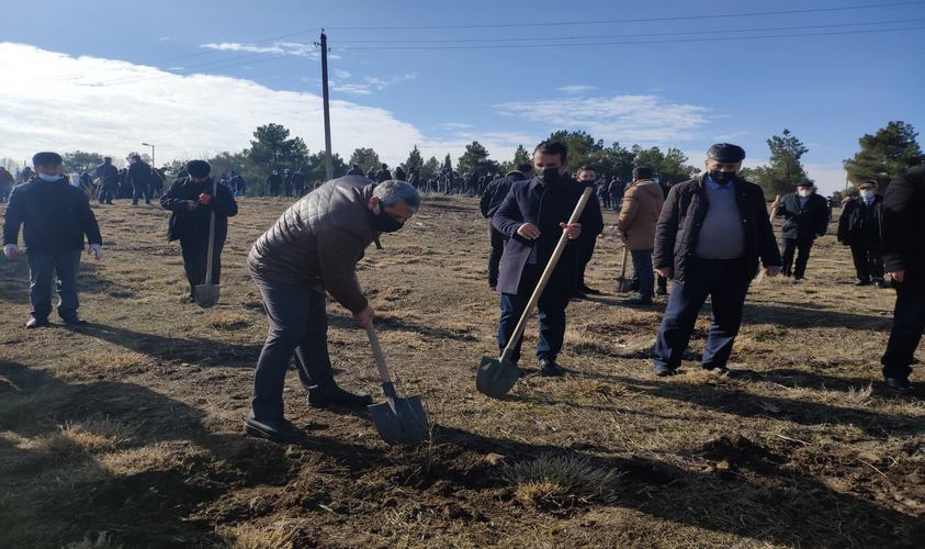 UTECA kollektivi ağacəkmə aksiyasında
